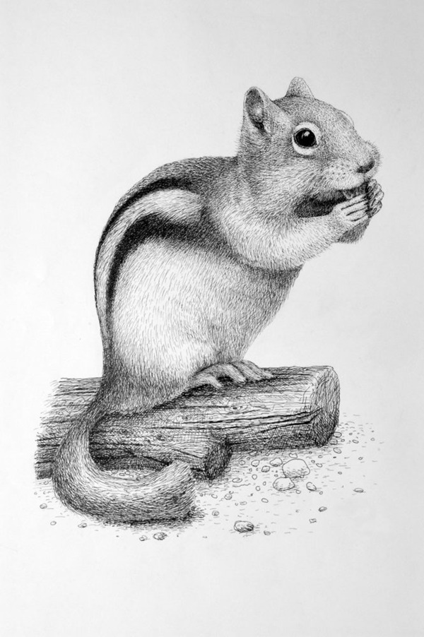 Easy Pencil Drawing Ideas Animals Images and Photos finder