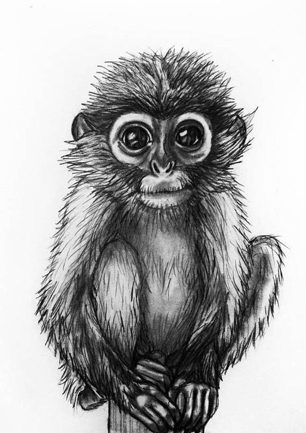 Simple Pencil Drawings Of Animals