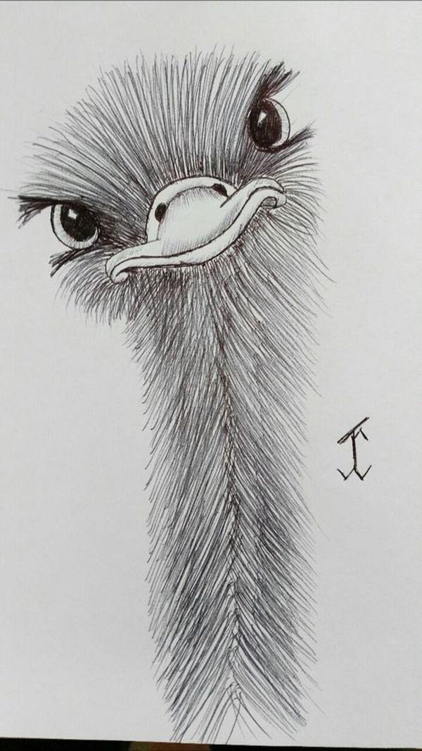 Simple Animal Pencil Drawings
