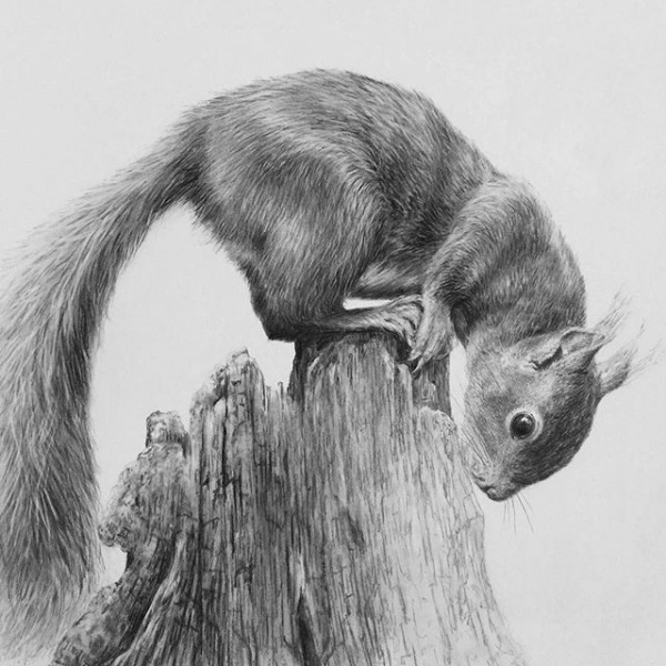 Easy Pencil Drawings Of Animals For Beginners