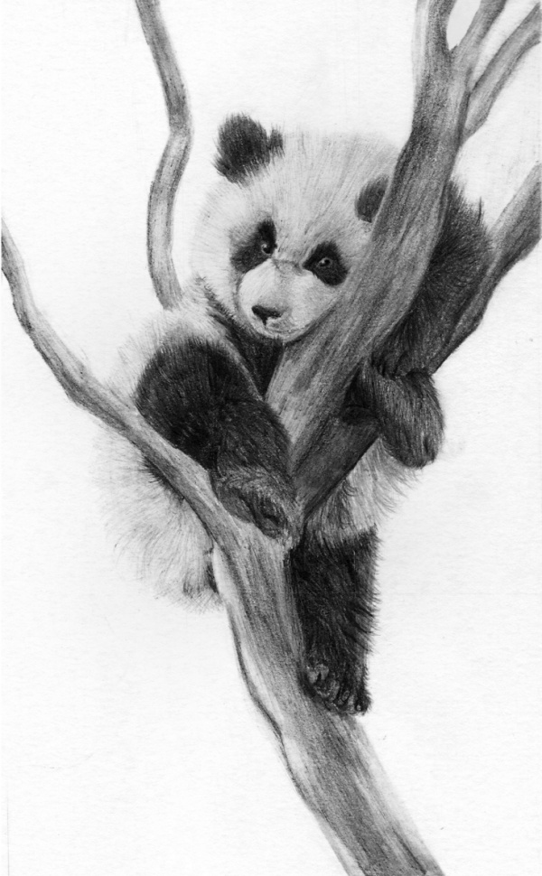 85 Simple And Easy Pencil Drawings Of Animals For Every Beginner