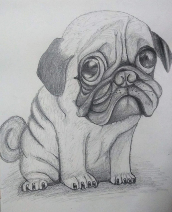 85 Simple And Easy Pencil Drawings Of Animals For Every Beginner