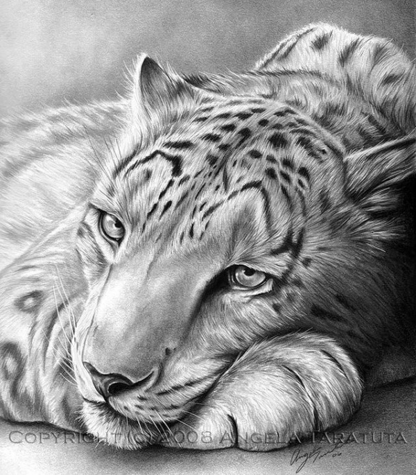 Simple And Easy Pencil Drawings Of Animals