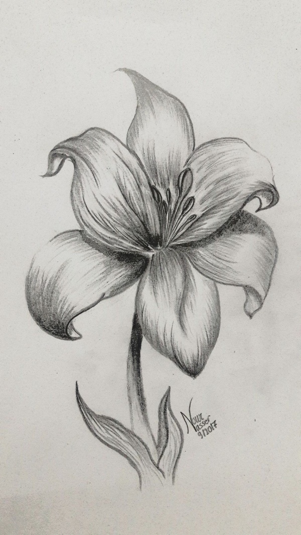 35 Easy Pencil Drawings Of Flowers For Inspiration Buzz Hippy
