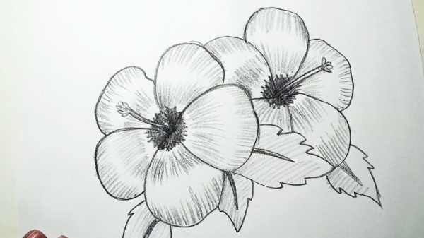 Featured image of post Drawing Pictures Easy With Pencil Flowers : Do you want to learn drawing portrait of pencil?
